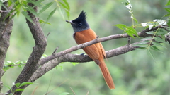 Terpsiphone paradisi