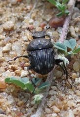 Gymnopleurus koenigi