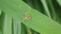 Brachycarenus tigrinus