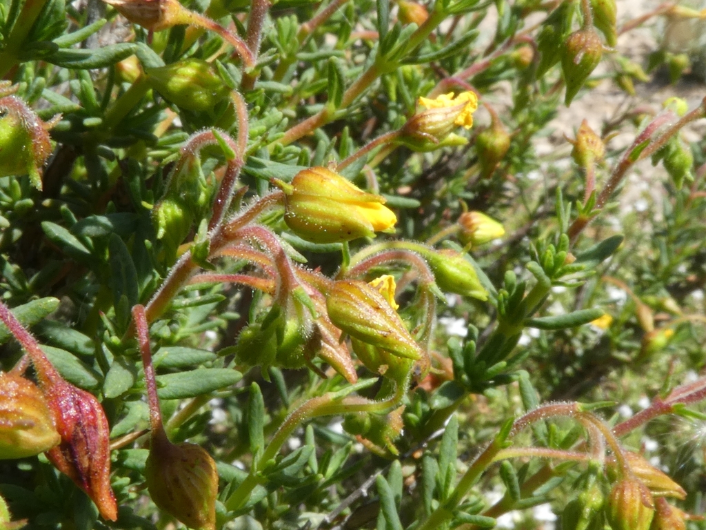 Fumana hispidula