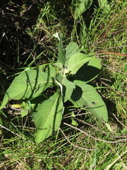 Eirmocephala brachiata