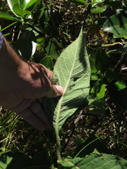 Eirmocephala brachiata