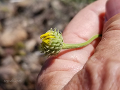 Xanthisma spinulosum gooddingii