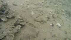 Amblygobius albimaculatus