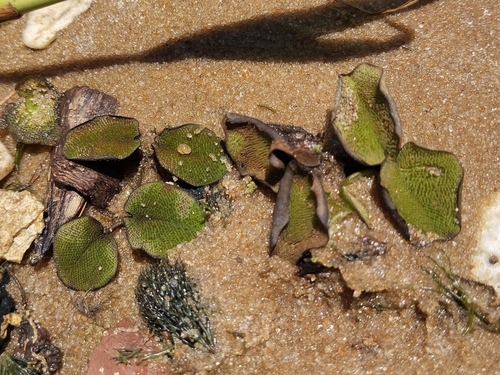 Image of Salvinia auriculata by (c) Pablo Cauã da Silva Toledo, some rights reserved (CC BY)