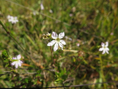 Cuphea ciliata
