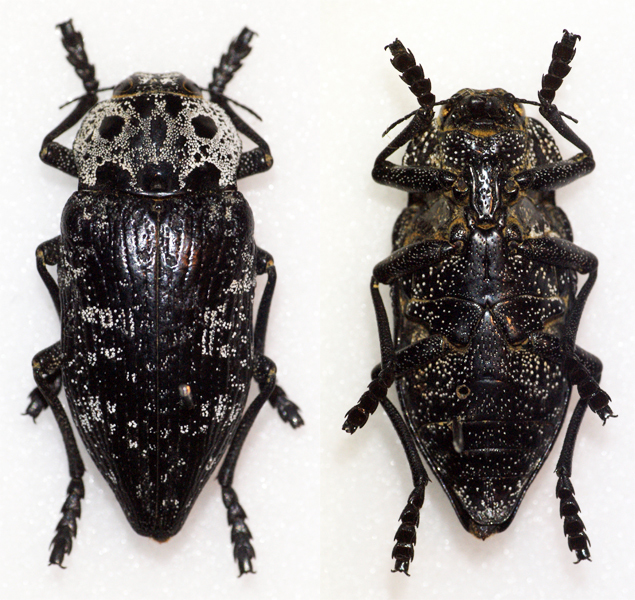 Capnodis cariosa