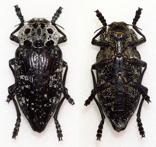 Capnodis cariosa