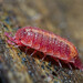 Rosy Woodlouse - Photo (c) Blaise Verrier-Cruz, some rights reserved (CC BY-NC), uploaded by Blaise Verrier-Cruz