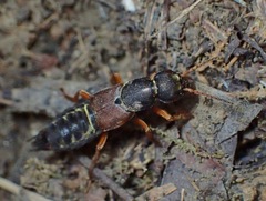 Staphylinus dimidiaticornis
