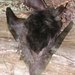 Ethiopian Big-eared Bat - Photo (c) Mohammed Kasso, some rights reserved (CC BY-NC), uploaded by Mohammed Kasso
