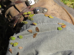 Desmodium molliculum