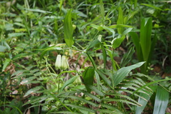 Disporum sessile