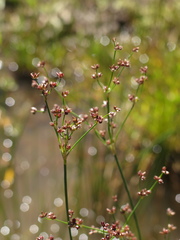 Juncus microcephalus