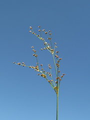 Juncus microcephalus