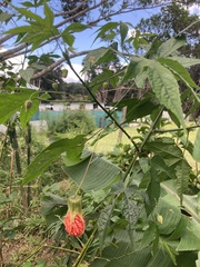 Callianthe picta image