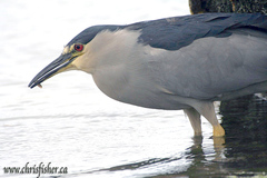 Nycticorax nycticorax falklandicus