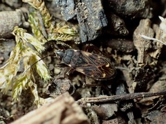 Eremocoris podagricus