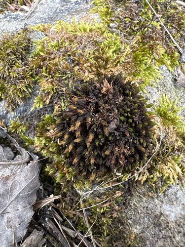 Orthotrichum parvulum