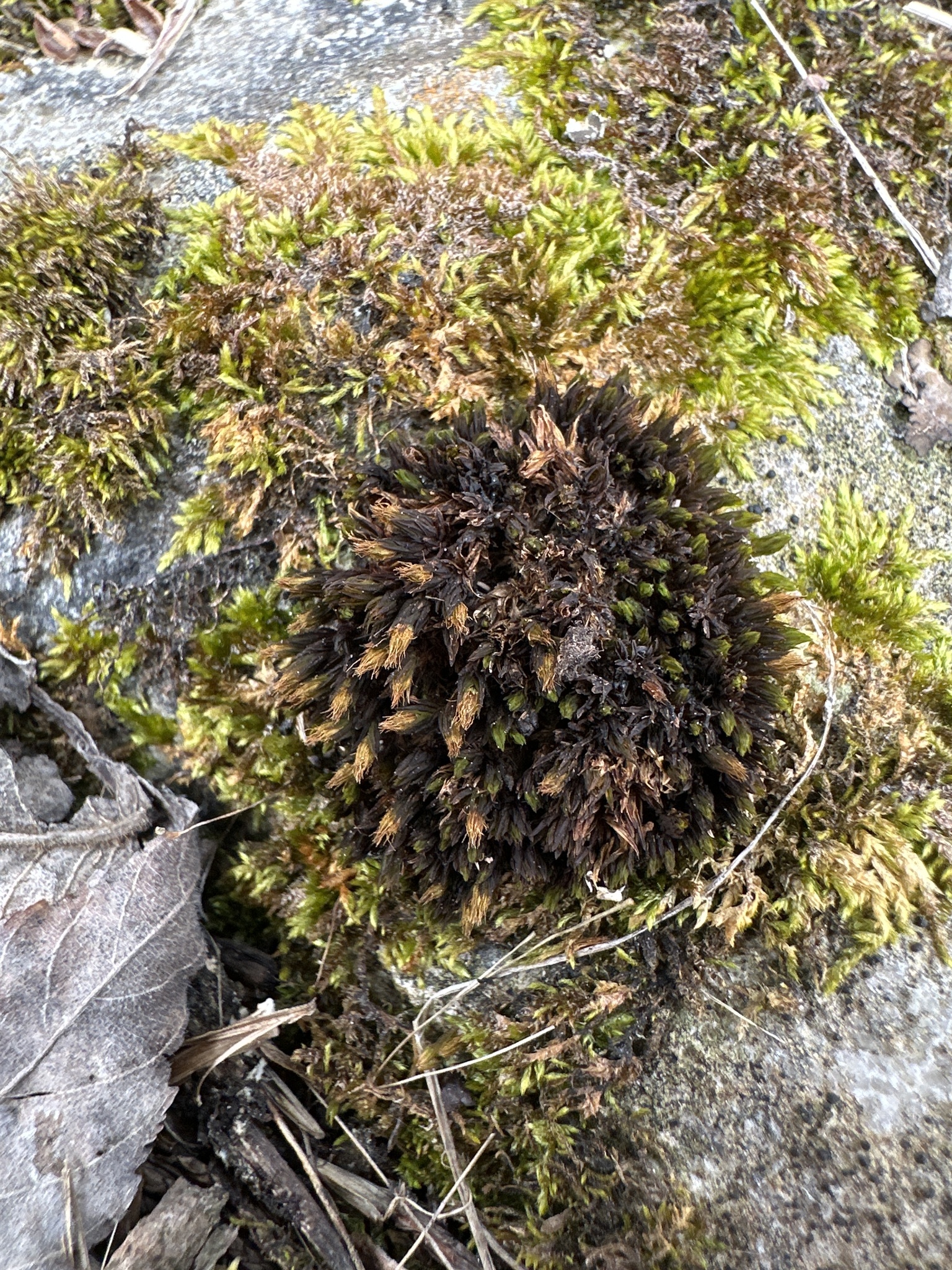 Orthotrichum parvulum