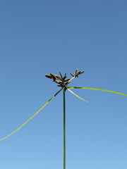 Cyperus niger