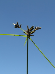 Cyperus niger