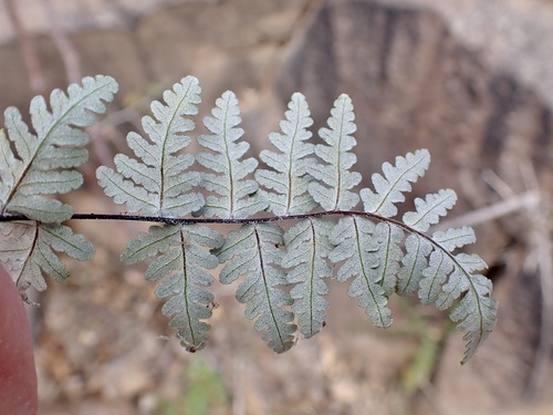 Image of Notholaena grayi by (c) Sue Carnahan, some rights reserved (CC BY)