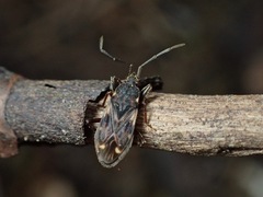 Eremocoris podagricus