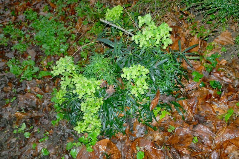Helleborus foetidus, cale des Bas-Bouts, 22490 Plouër-sur-Rance, France