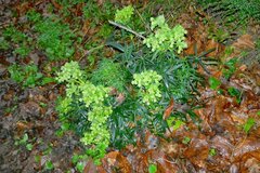 Helleborus foetidus