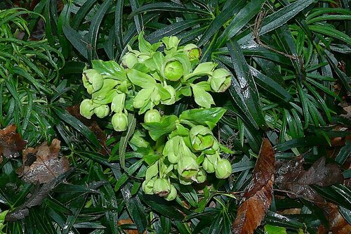 Helleborus foetidus