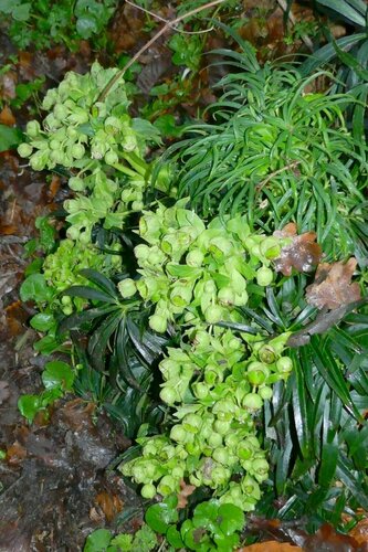 Helleborus foetidus