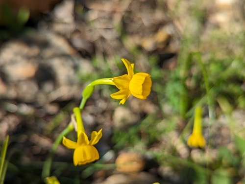 Image of Narcissus gaditanus by (c) Elias, some rights reserved (CC BY)