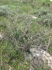 Amygdalus