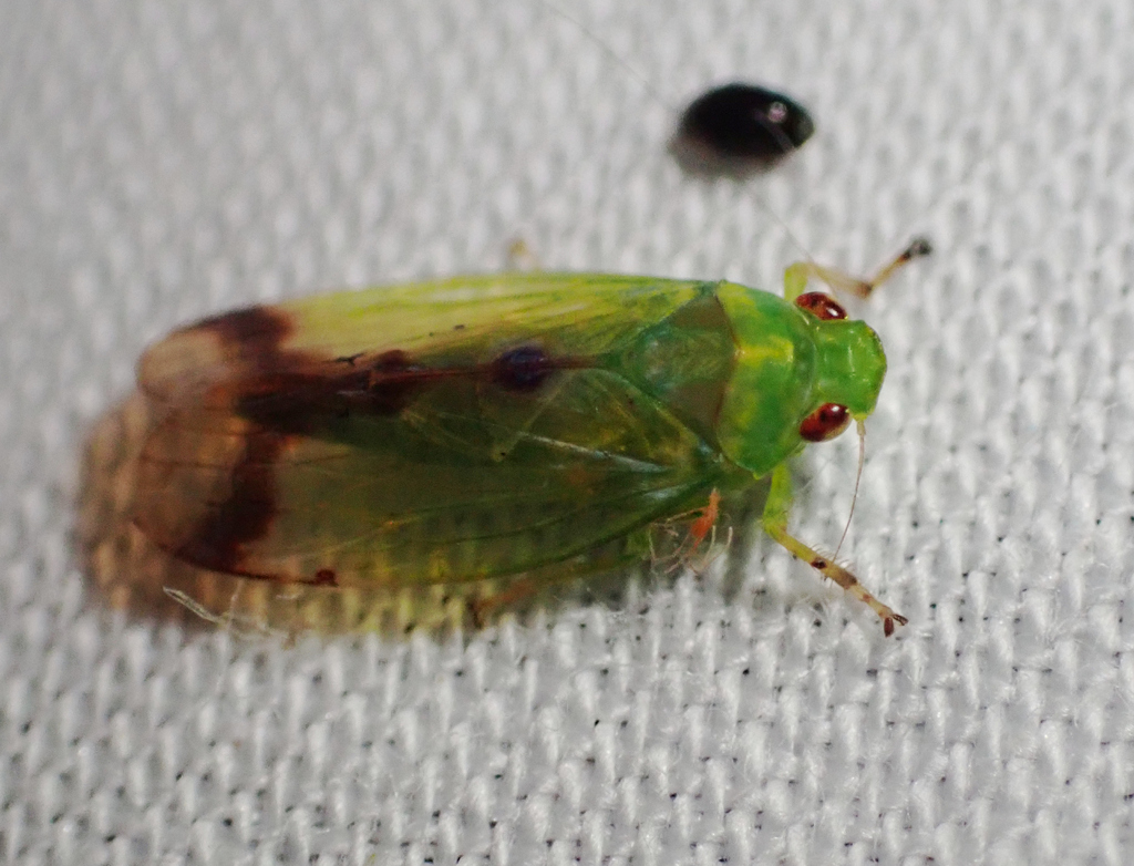 Aglenita