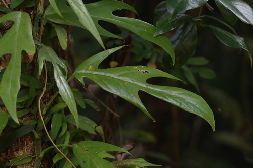 Epipremnum pinnatum iNat (1)