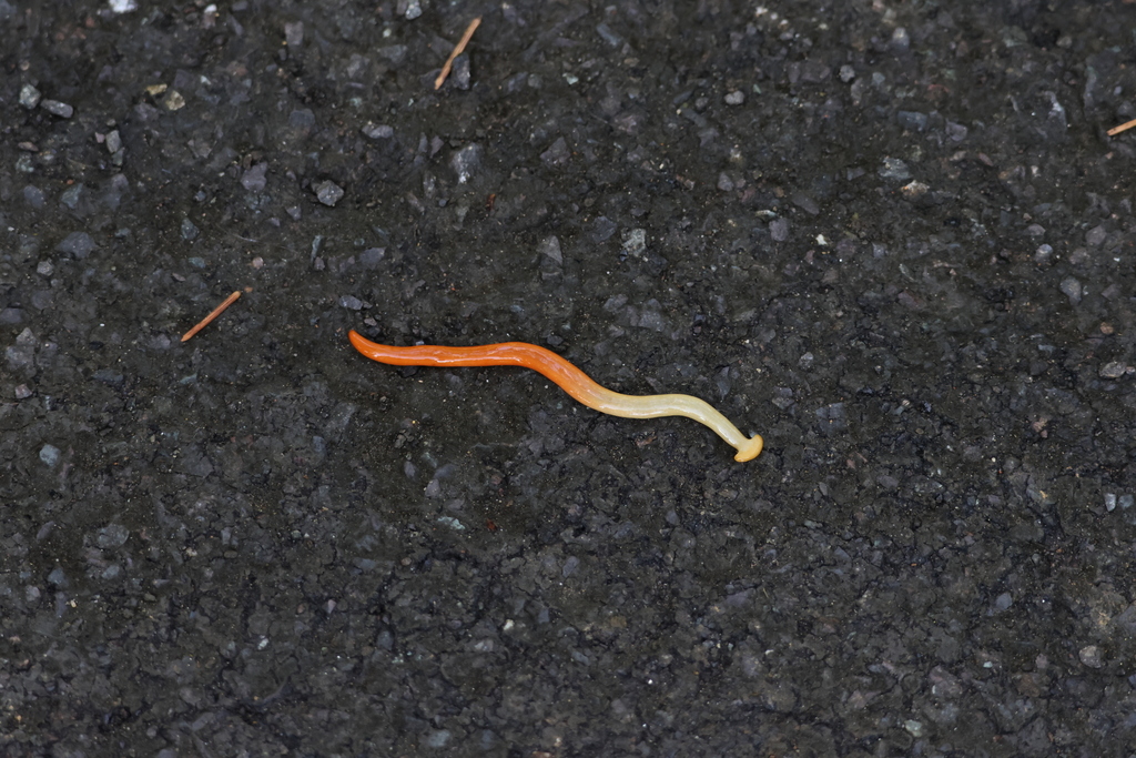Diversibipalium vinosum