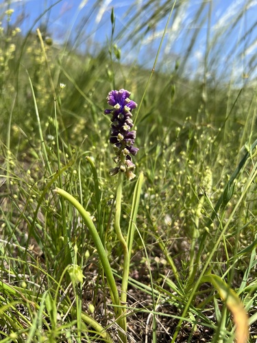 Muscari tenuiflorum, photograph 4