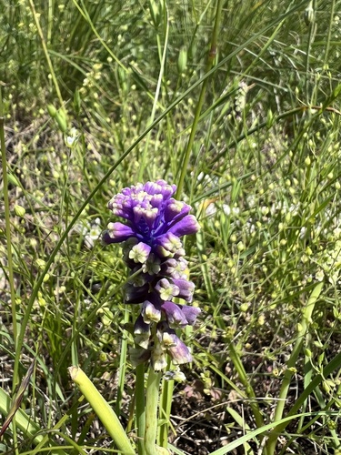 Muscari tenuiflorum, photograph 5