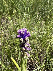 Mirko Ubović, CC0, iNaturalist via GBIF Muscari tenuiflorum, photograph Mirko Ubović, CC0, iNaturalist via GBIF
