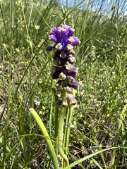 Muscari tenuiflorum, photograph Mirko Ubović, CC0, iNaturalist via GBIF