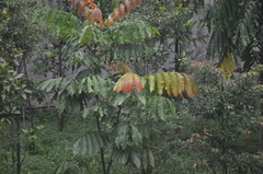 Pometia pinnata