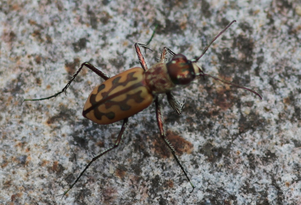 Lattice Tiger Beetle