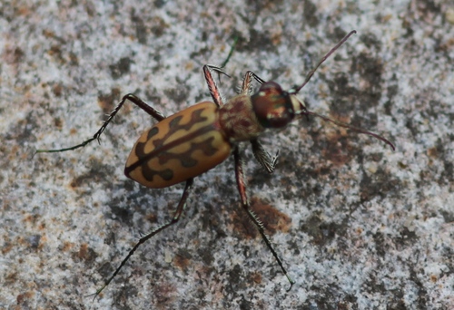 Lophyra cancellata (Dejean, 1825)