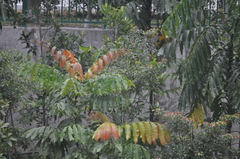 Pometia pinnata