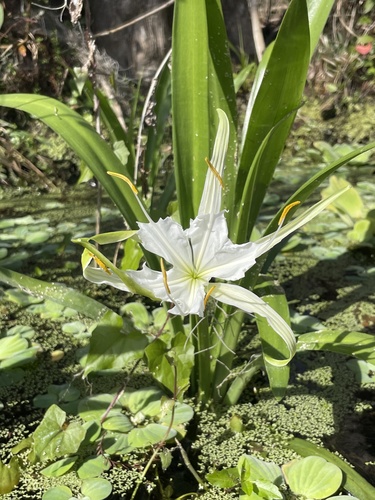 Hymenocallis rotata, photograph 4