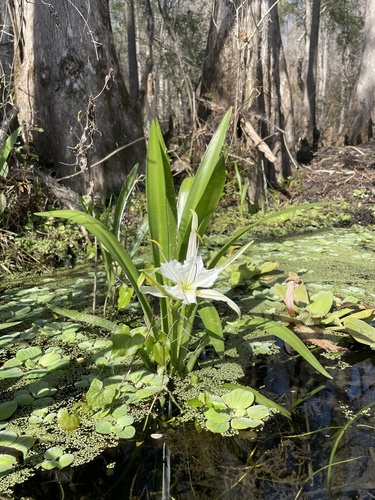Hymenocallis rotata, photograph 5