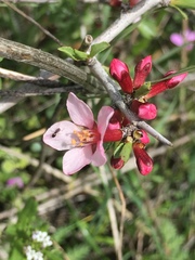 Amygdalus