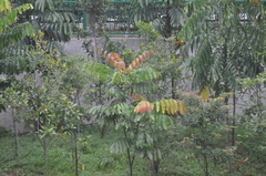 Pometia pinnata