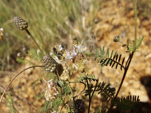 Image of Dalea lumholtzii by (c) Sue Carnahan, some rights reserved (CC BY)